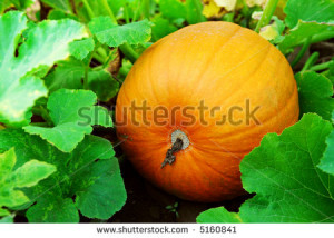 stock-photo-big-pumpkin-growing-on-a-pumpkin-patch-5160841.jpg