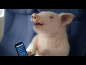 Maxwell the GEICO Pig is flying...yup pigs are now flying. And don't ...