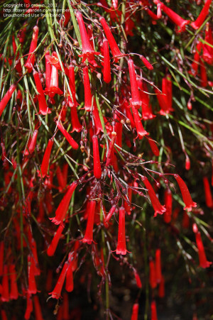 Firecracker Quotes http://kootation.com/firecracker-plant-coral ...
