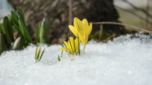 Saffron Crocus First Spring
