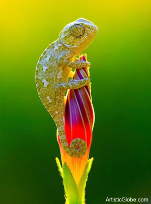 Baby chameleon explores a flower bud