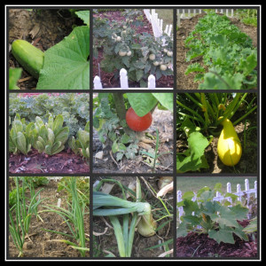 Vegetable Garden Quotes Pic #18