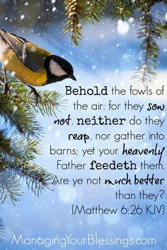 Scritpure Sunday {Matthew 6:26} :: Join us every Sunday at Managing ...