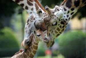 Cutegreggator: Baby Animals Being Cute With Their Daddies