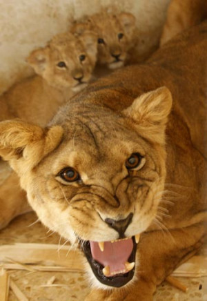 Lioness Protecting Her Cubs