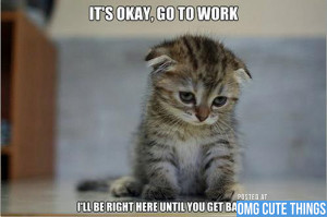 Tagged » cat memes , omgcute , photos