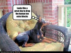LOL too funny! Only a Doberman owner would probably laugh at this one!