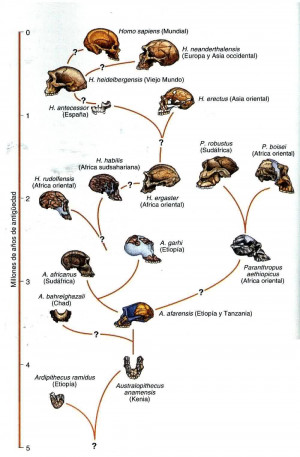 evolucion-de-los-hominidos-en-infografia-00.gif