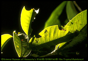 Strata Snake Science Museum