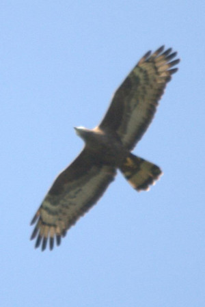 ... male Crested x Eurasian Honey Buzzard - on 4/05/2013 by Andrea Vezzani