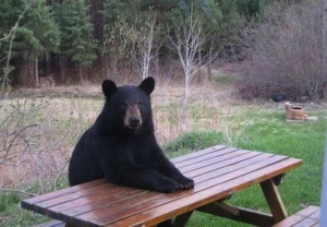 Hey, Boo-Boo, where's my picnic basket??