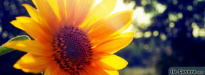 Sunflower Sunshine Facebook Covers