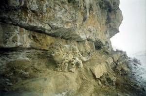 ... the conservation issues facing the snow leopard in India. (file photo
