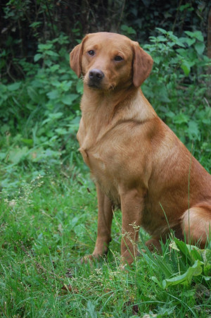 Fox Red Labrador Stud