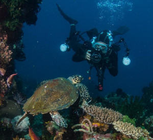 sea_turtle_kitchens.jpg