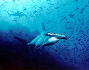 Costa Rica Fully Bans Shark Fin Trade