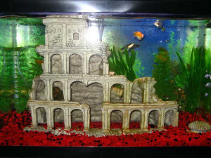 Experience Owning Gallon Fish Tank Dzm