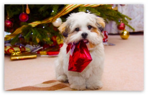 Wallpaper Cute Christmas Dog Time
