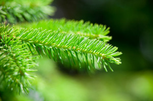Growing-Grass-Under-Your-Spruce-Tree.jpg