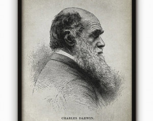 Charles Darwin Art Print - Vintage Darwin Portrait Illustration ...