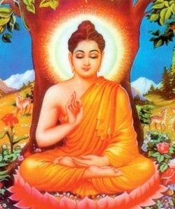 Top 50 Buddha Quotes to Live By