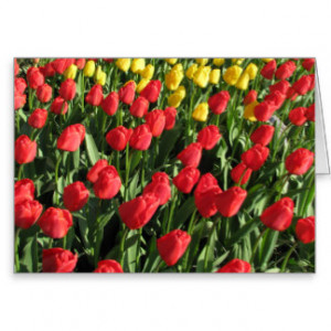 Tulips With Quotes And Sayings Cards & More