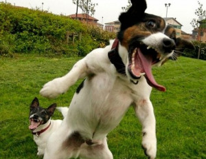 Crazy Funny Animals Dog