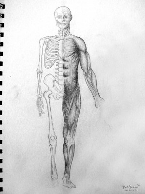 Skeleton And Muscle Sketch...