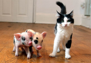 At birth, micro pigs are smaller than kittens, weighing about 9 oz.