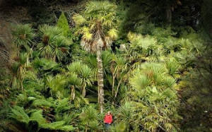 Lost jungle planted by Victorian explorer discovered at country estate