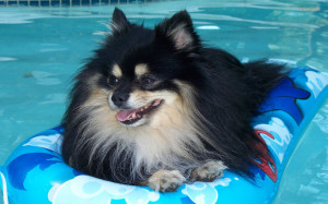 Surfing Pomeranian wallpaper 1680x1050