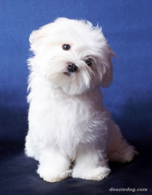 Toy Maltese Puppies For Sale