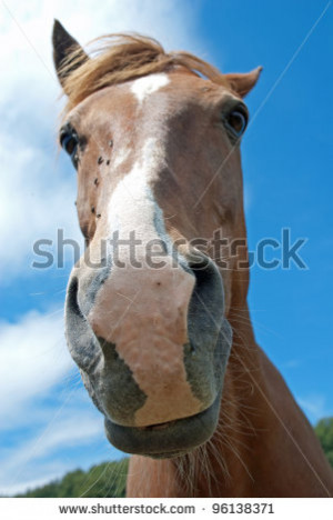 Funny Quotes About Big Teeth Funnypoems Horse Lol