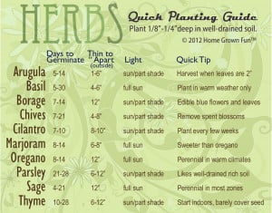 Chart for Planting Herbs Depth Germination Spacing and Thinning