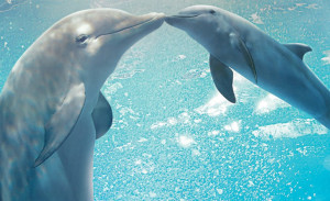 dolphin_tale2_feature