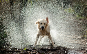 Dog Shake Water Wallpapers Pictures Photos Images