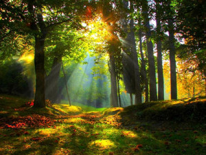 autumn forest sunrise natural desktop wallpaper download autumn forest ...