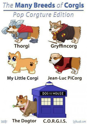 The many breeds of corgi