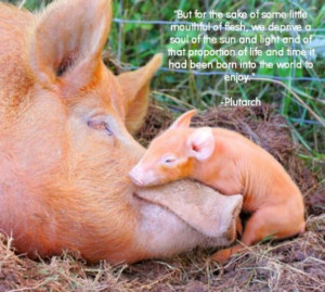 Index 2 - pages of quotes