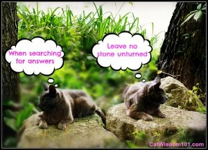 Cat #quotes searching for answers.