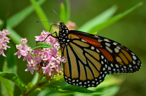 Monarch Butterfly, Danaus plexippus