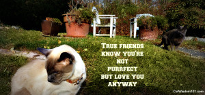 cat quotes on friendship