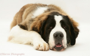 black and white saint bernard