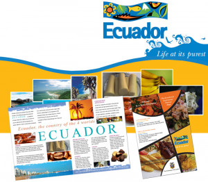Marketing Brochure Exandle