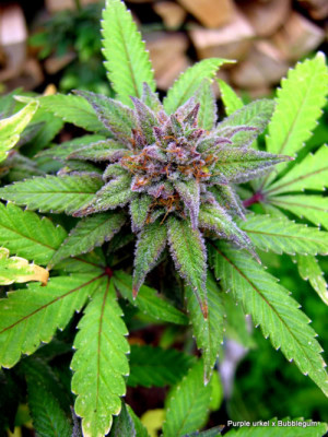 Purple Weed Buds Coolchaser