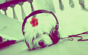 Cute Dog Listening to Music Desktop Wallpaper