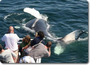 ... Whales, Newengland Travel, Cod Whales, Capecod Newengland, Capes Cod