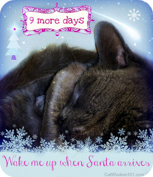 Tag Archives: 9 more days to Christmas-quotes-cats-cute