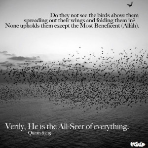 ... nature #birds #faith ##Islam #Monotheism #God #Allah #Quotes #Quran