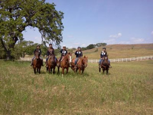 Trail Riding Horses